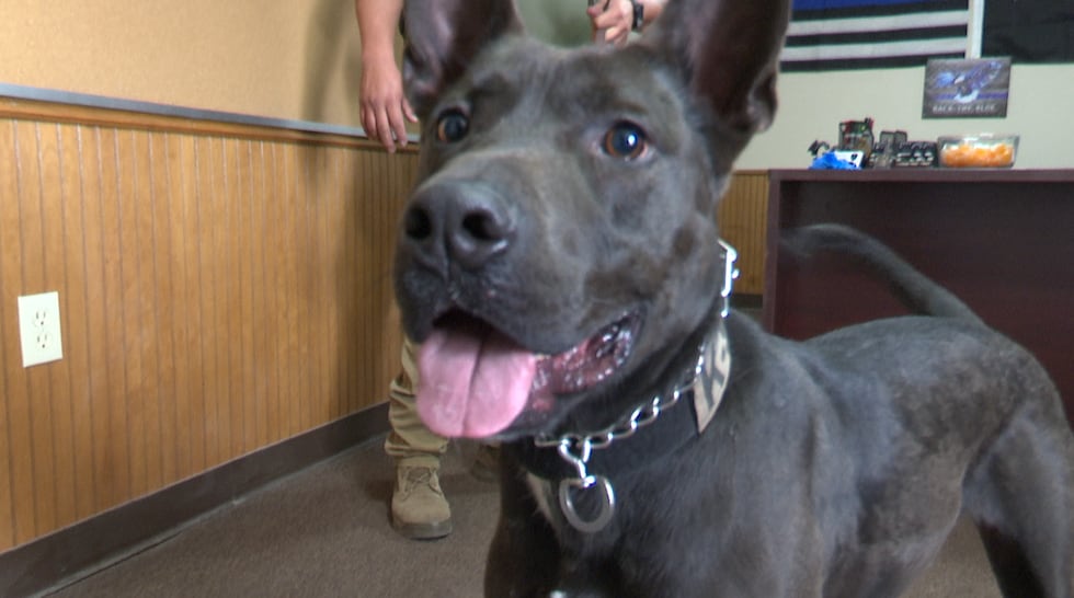 Crosby County K9 officer receives bullet-resistant vest to protect him on the job