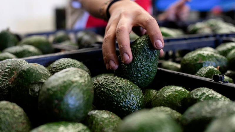 ARCHIVO - Un trabajador empaca aguacates en una planta de Uruapan, en el estado de Michoacán,...