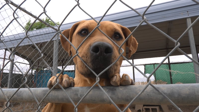 Animal shelter helps traumatized pets find second chances