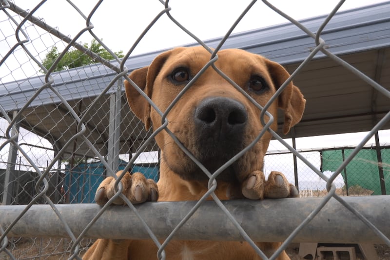 Animal shelter helps traumatized pets find second chances
