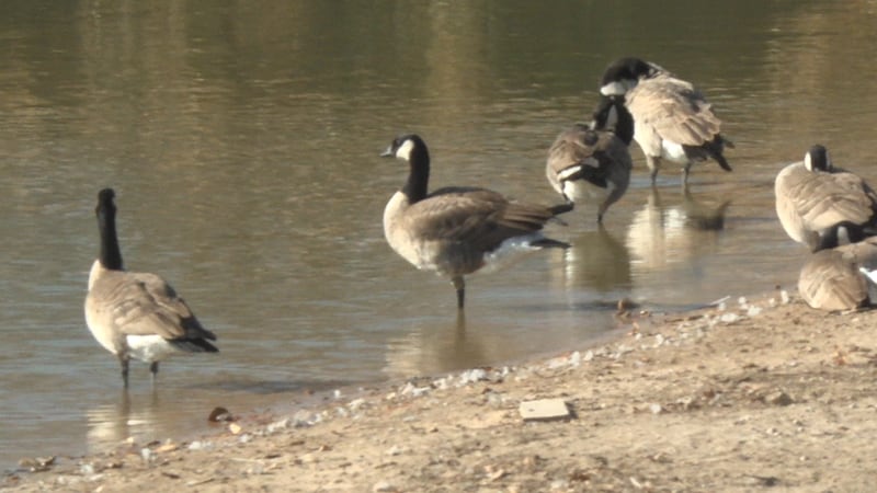 Lubbock health officials urge caution around sick or dead birds during migration season