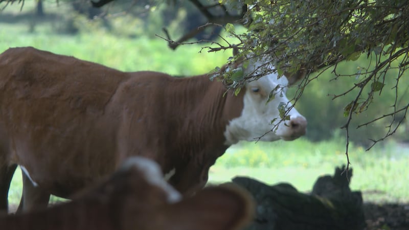 The New World screwworm is moving north and is now about 60 miles from the U.S. border.