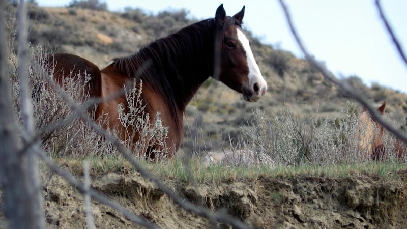 ARCHIVO -21 de octubre de 2023, cerca de Medora, Dakota del Norte.