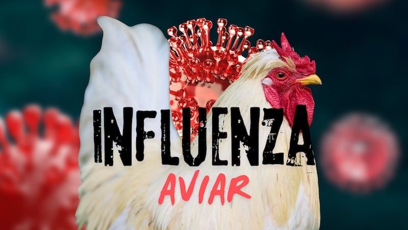 Influenza Aviar