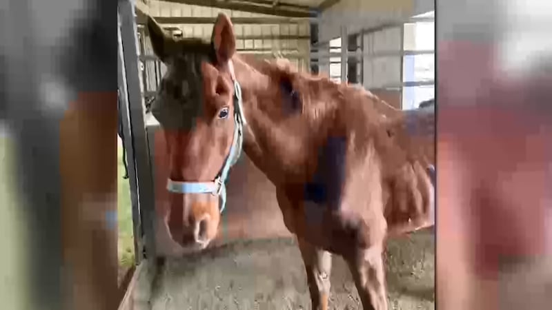 The Lubbock County Sheriff's Office is trying to find the owner of a horse found with visible...
