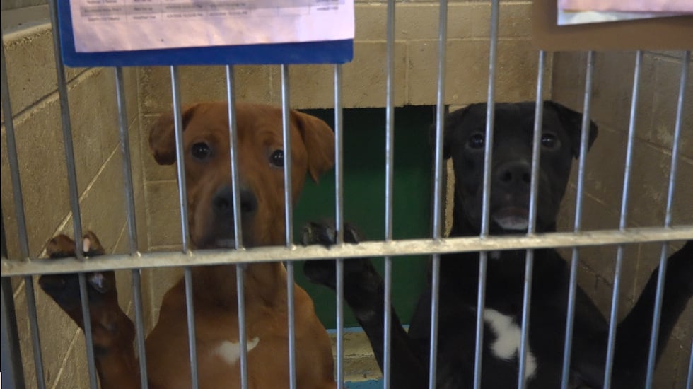 The Lubbock Animal Shelter is offering free adoptions through the end of July as they are...