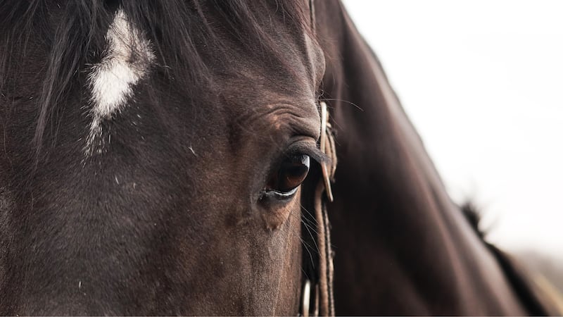 When firefighters arrived, they found the horse trailer engulfed in flames.