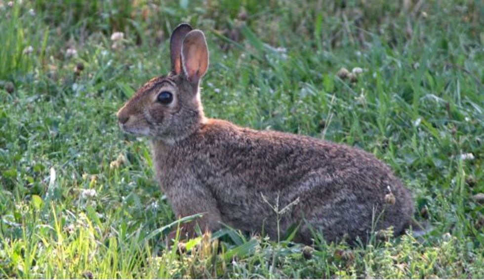 TPWD recibió resultados de un laboratorio confirmando que casos de neumonía hemorrágica vírica...