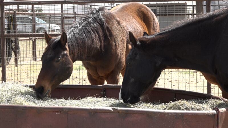 Animales rescatados segunda oportunidad inc, santuario del caballo