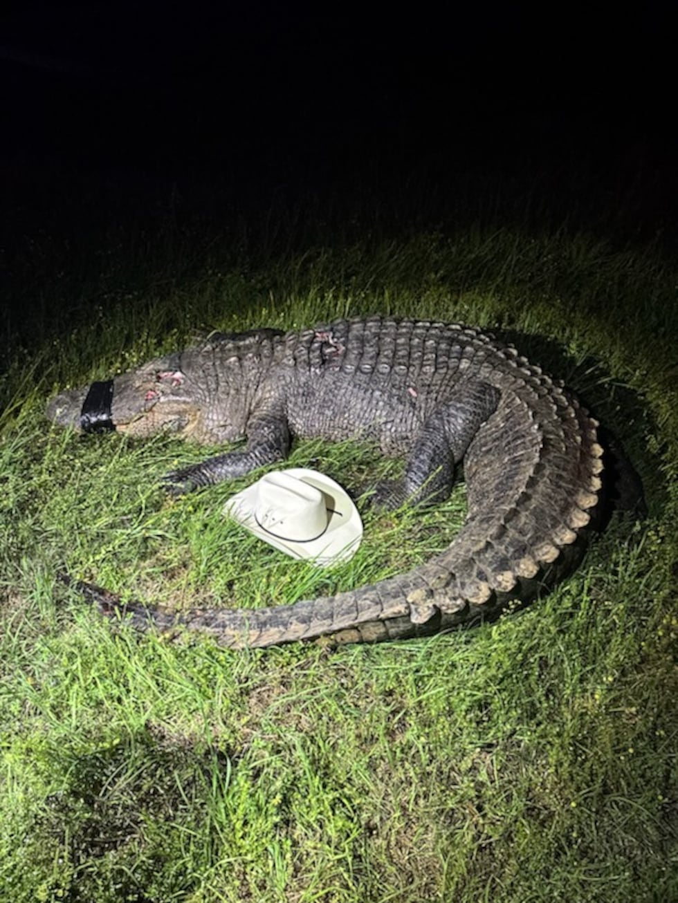 El caimán de casi 4 metros fue atropellado en el Condado de Cass.