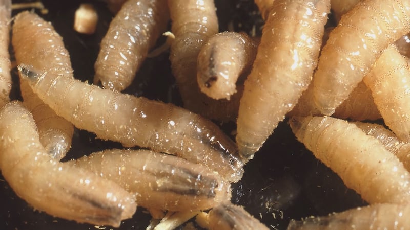 New World Screwworm has been detected in Mexico and US officials are working to prevent the...