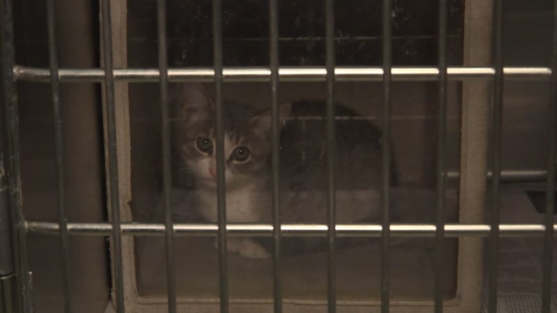 The Lubbock Animal Shelter is offering free adoptions through the end of July as they are...