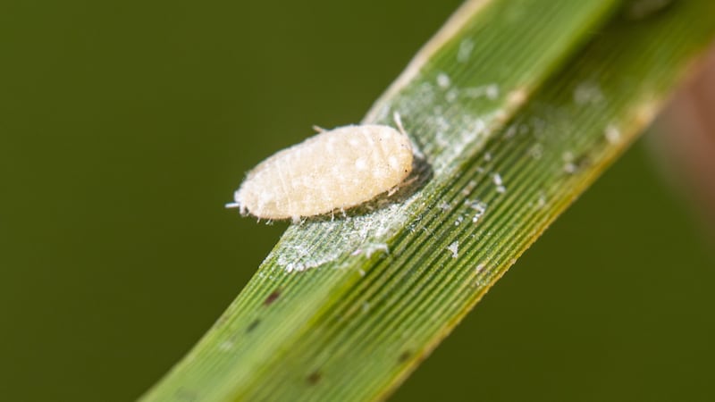 Pasture mealybug damage is visible on Bermuda grass in Southeast Texas. The pest has been...