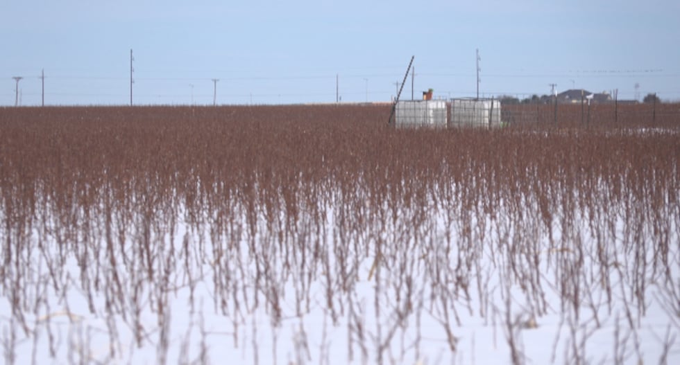 Moisture is key for cotton growing, and the recent snowfall looks to help give producers an...