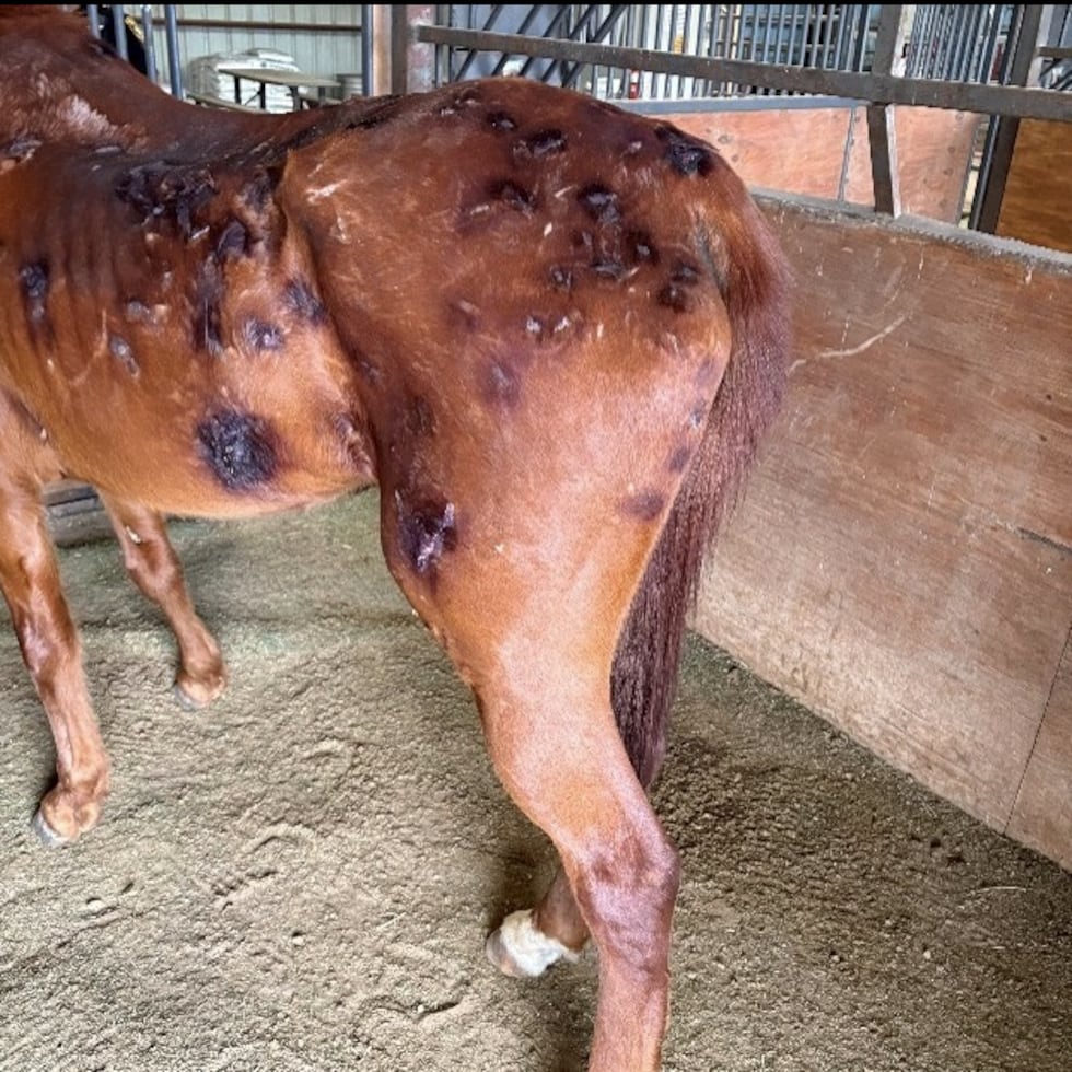 Lubbock County sheriff seeks owner of injured horse before March 29 deadline
