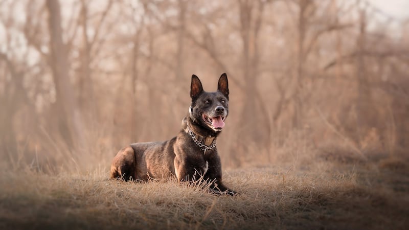Muere inesperadamente el K9 Arlo del Departamento del Alguacil del Condado de Lubbock