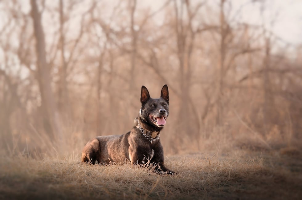 On October 28, during a routine training exercise with his handler, K9 Arlo was rushed to an...