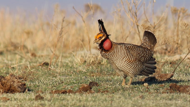 The Lesser Prairie Chicken is no longer considered a threatened species under the Endangered...