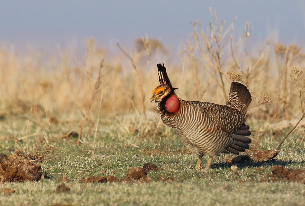 The Lesser Prairie Chicken is no longer considered a threatened species under the Endangered...