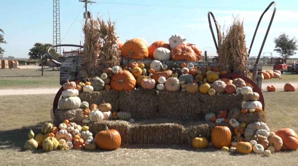 These past few years have not been kind to pumpkin growers. While the quantity of pumpkins...