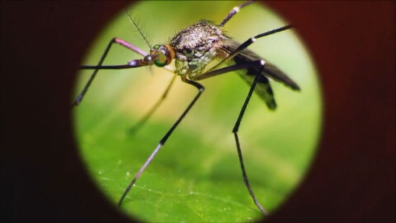 Health department officials say risk remains despite later-season detection.