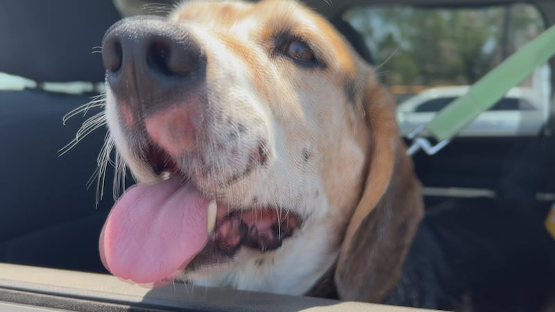 Rattlesnakes more active during South Plains heatwave, vets warn pet owners