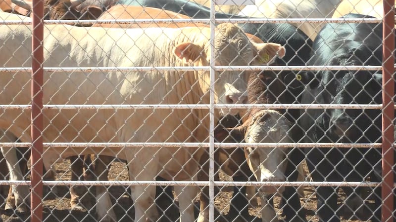 Hundreds of cattle wait to enter the U.S. from Mexico for the first time in more than a year,...